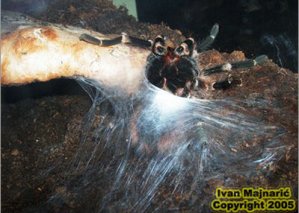 Mužjak pravi mrežu (spermweb)